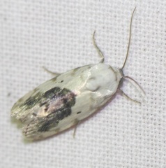 Ponometia erastrioides