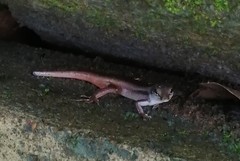 Sphenomorphus dussumieri