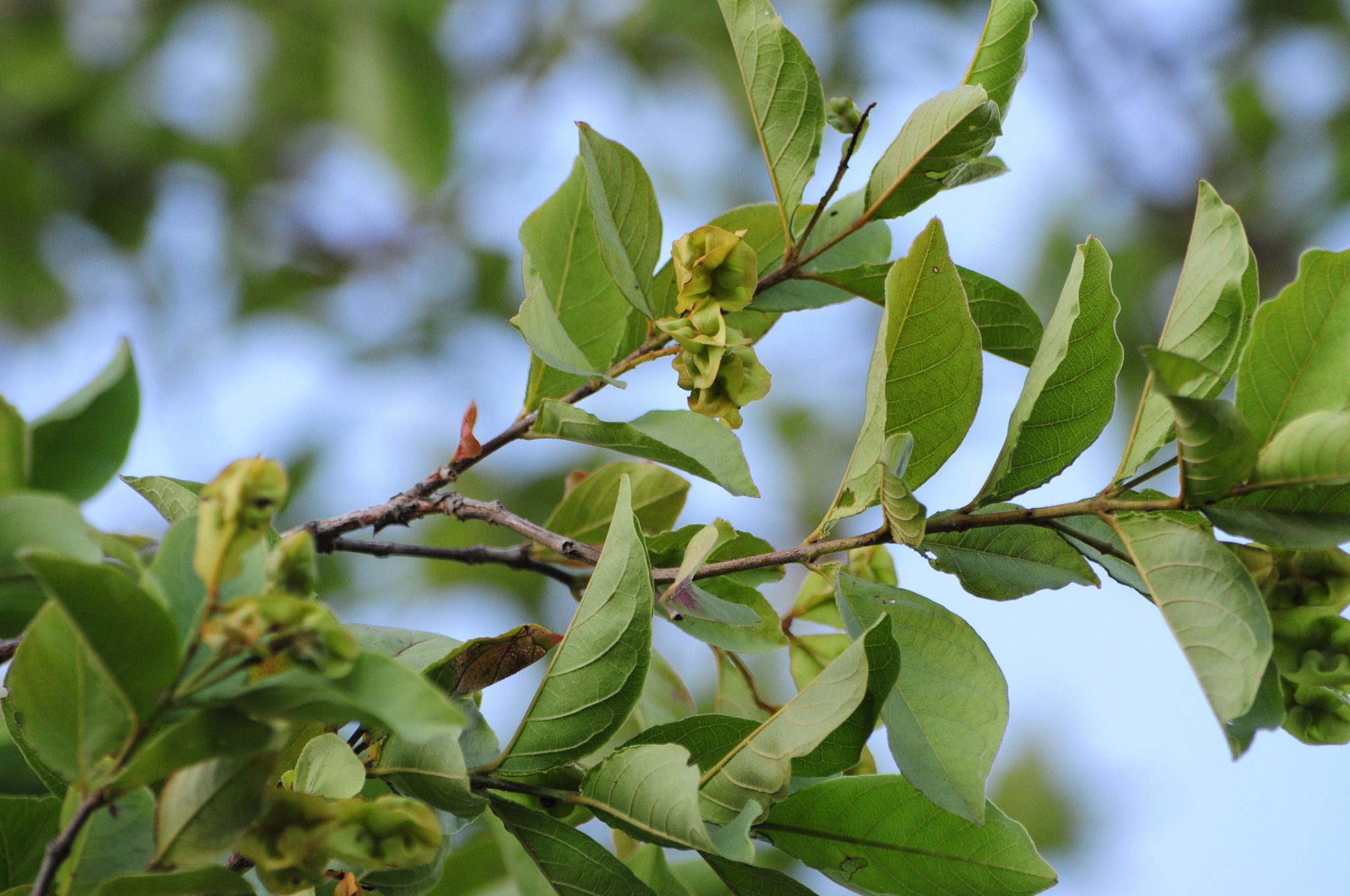 Combretum duarteanum