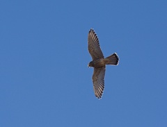 Falco tinnunculus canariensis