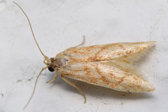 Blastobasis lavernella