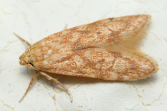 Blastobasis lavernella