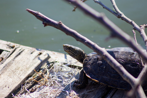 Caspian Turtle
