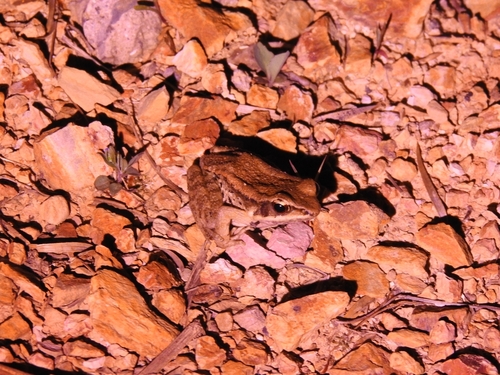 LaTouche's Frog