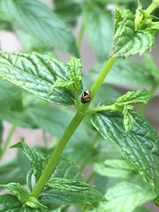 Clastoptera saintcyri