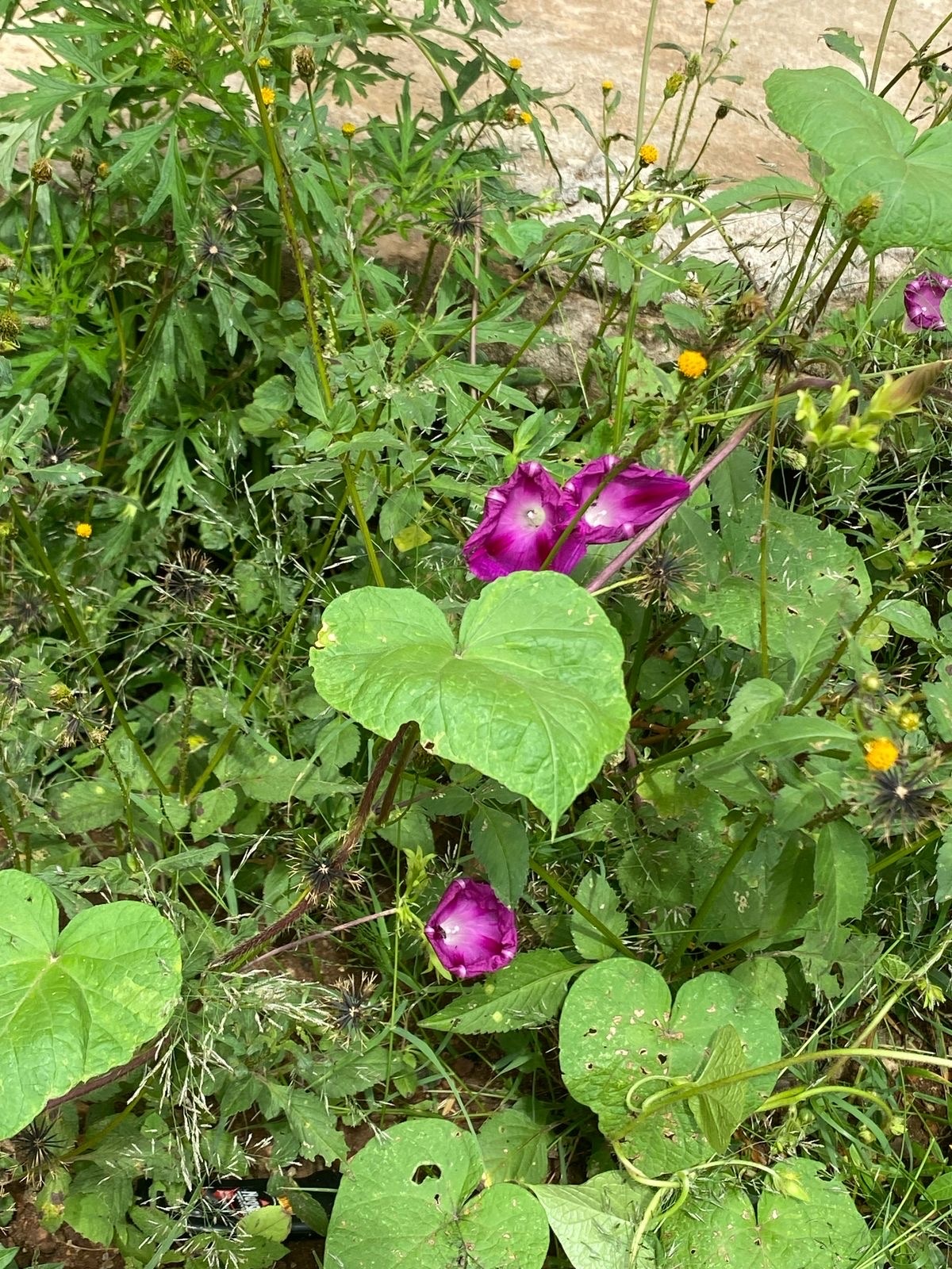 Ipomoea purpurea
