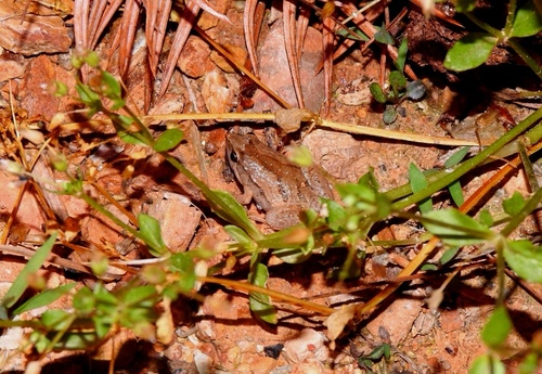 East Asian Ornate Chorus Frog