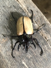 Eupatorus gracilicornis