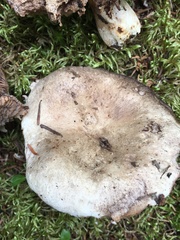 Russula densifolia