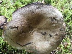 Russula densifolia