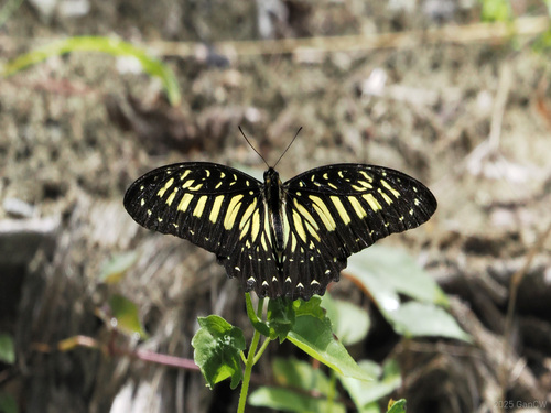 Yellow Zebra