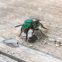 Augochloropsis viridula