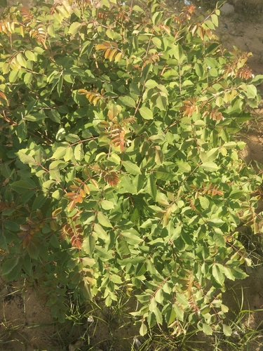 marula