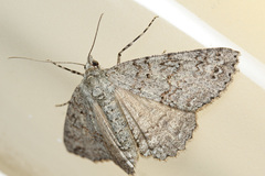 Ascotis fortunata