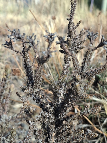 Mulguraea tridens