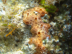 Hemimycale columella