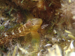 Microlipophrys canevae