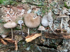 Mycena borealis