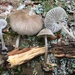 Mycena borealis - Photo (c) Alfredo Justo, some rights reserved (CC BY-NC), uploaded by Alfredo Justo