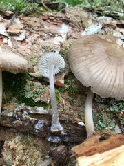 Mycena borealis