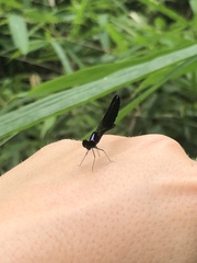 Aristocypha fenestrella
