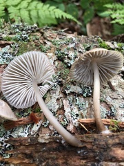 Mycena borealis