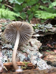 Mycena borealis