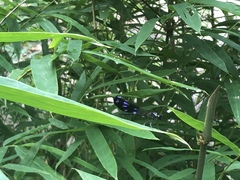 Aristocypha fenestrella