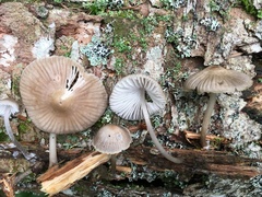 Mycena borealis