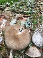 Mycena borealis