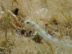 Microlipophrys dalmatinus