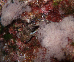 Lipophrys trigloides