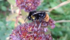 Bombus soroeensis