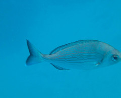 Spondyliosoma cantharus