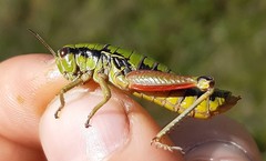 Epipodisma pedemontana