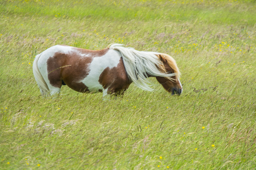 Domestic Horse photographed in Virginia