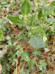 Atriplex mucronata