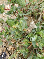 Atriplex mucronata