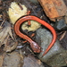 Woodland Salamanders - Photo (c) natureguy, some rights reserved (CC BY-NC-ND)