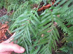 Asplenium scleroprium