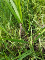 Ascaloptynx appendiculata