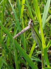 Ascaloptynx appendiculata
