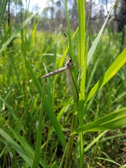 Ascaloptynx appendiculata