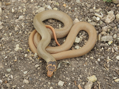 Dwarf Racers (Eirenis) - Snakes and Lizards