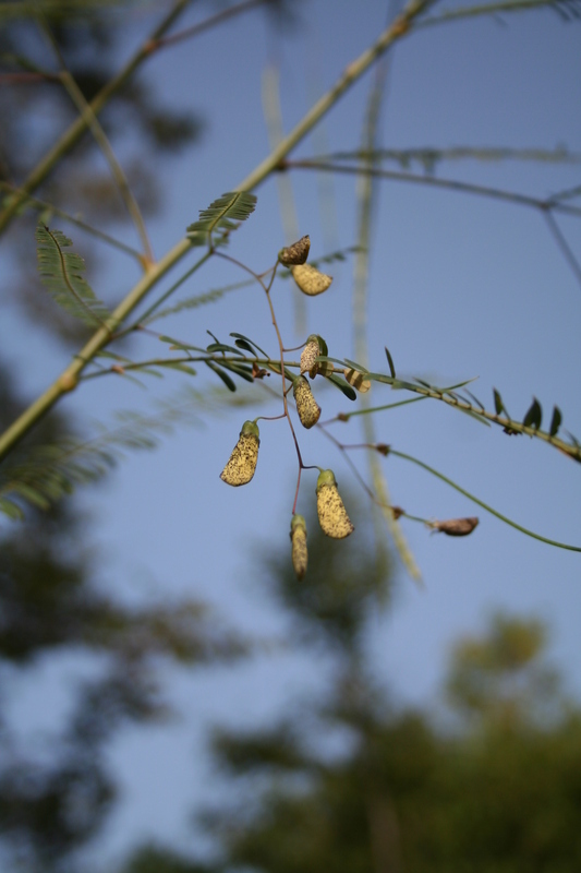 Sesbania leptocarpa DC.