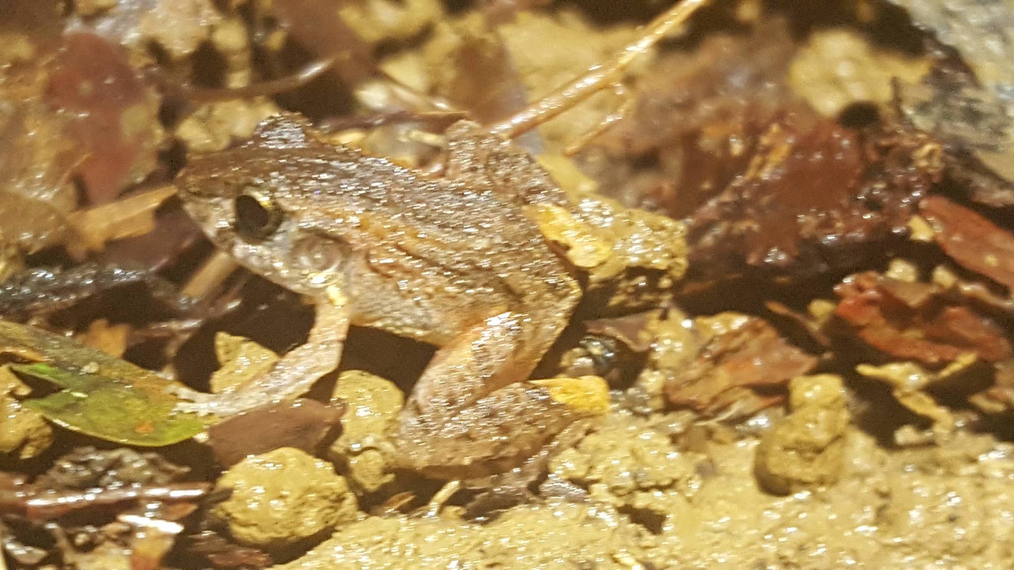 Craugastor bransfordii (Cope, 1886)