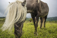 Horse photo 3
