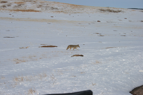 Coyote photographed in South Dakota