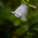 Codonopsis - Photo (c) Tamsin Carlisle,  זכויות יוצרים חלקיות (CC BY-SA)