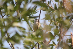 Serpophaga griseicapilla